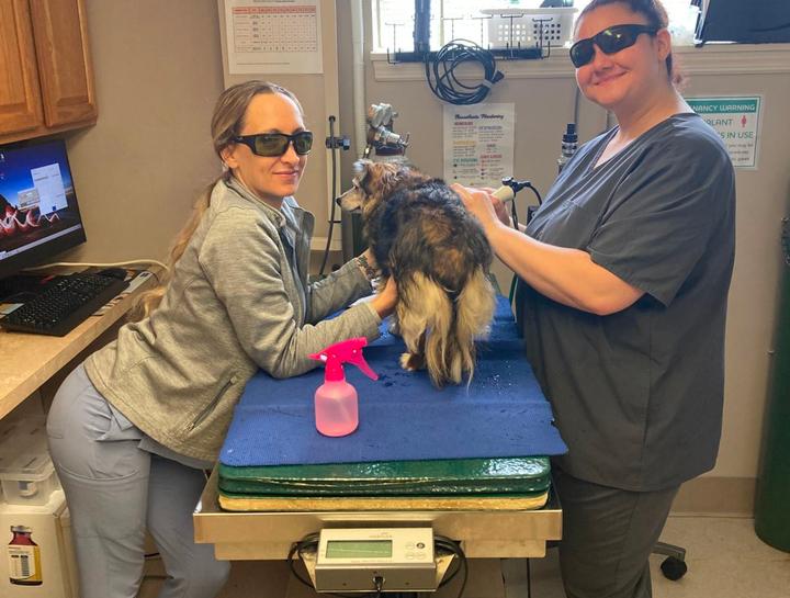 Laser Therapy for Dogs