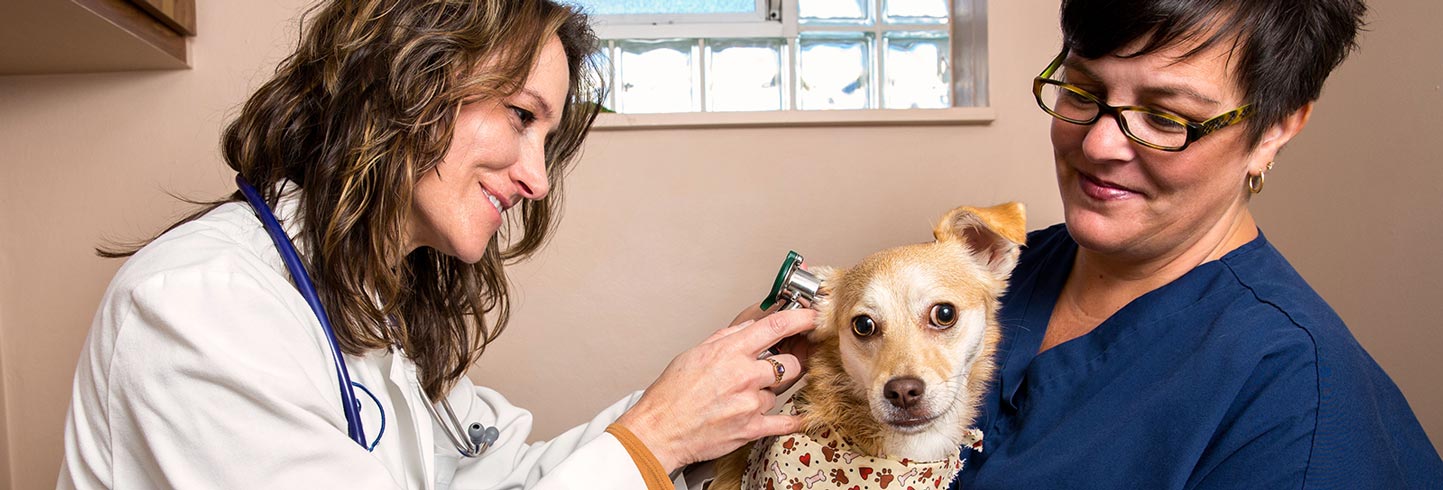 Pleasant View Animal Hospital : Veterinarian In Chesterfield Mi Animal